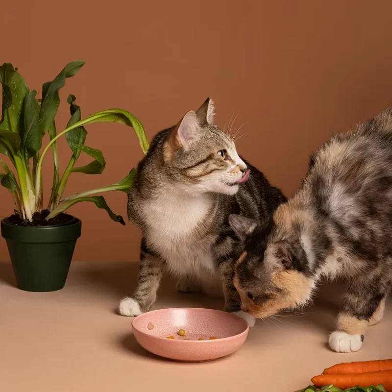 two cats are eating and finished ate powercat cat food.