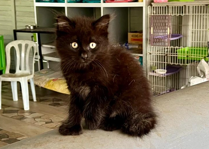 Rumah Kucing Hitam