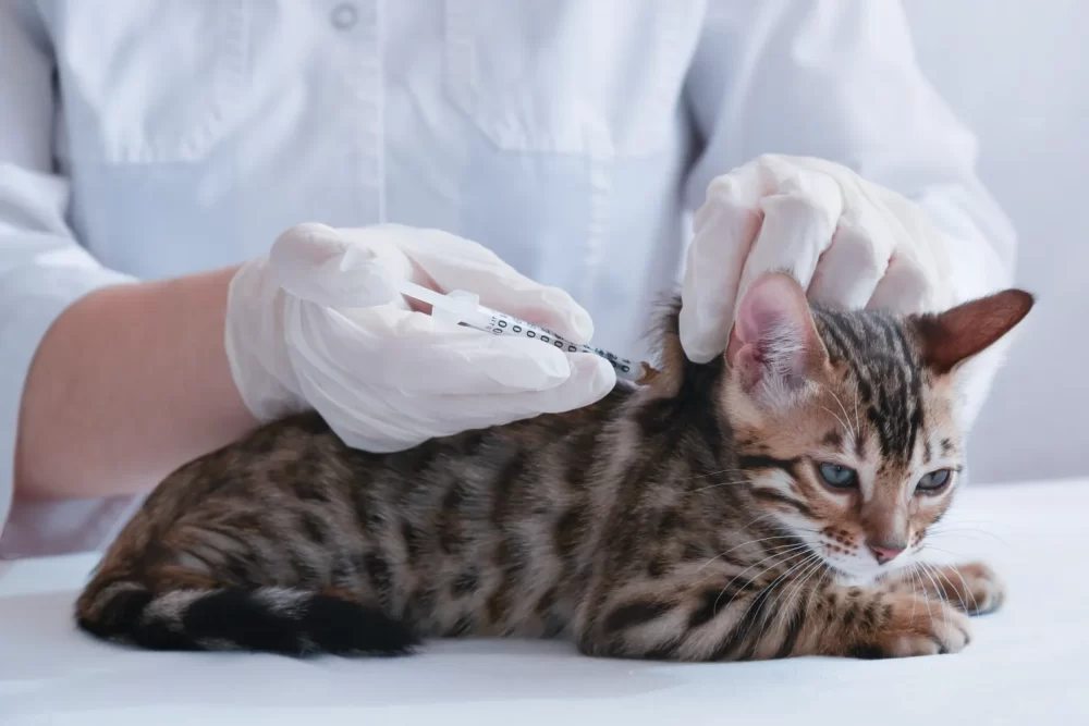 A cat lying on blanket which to inject vaccine