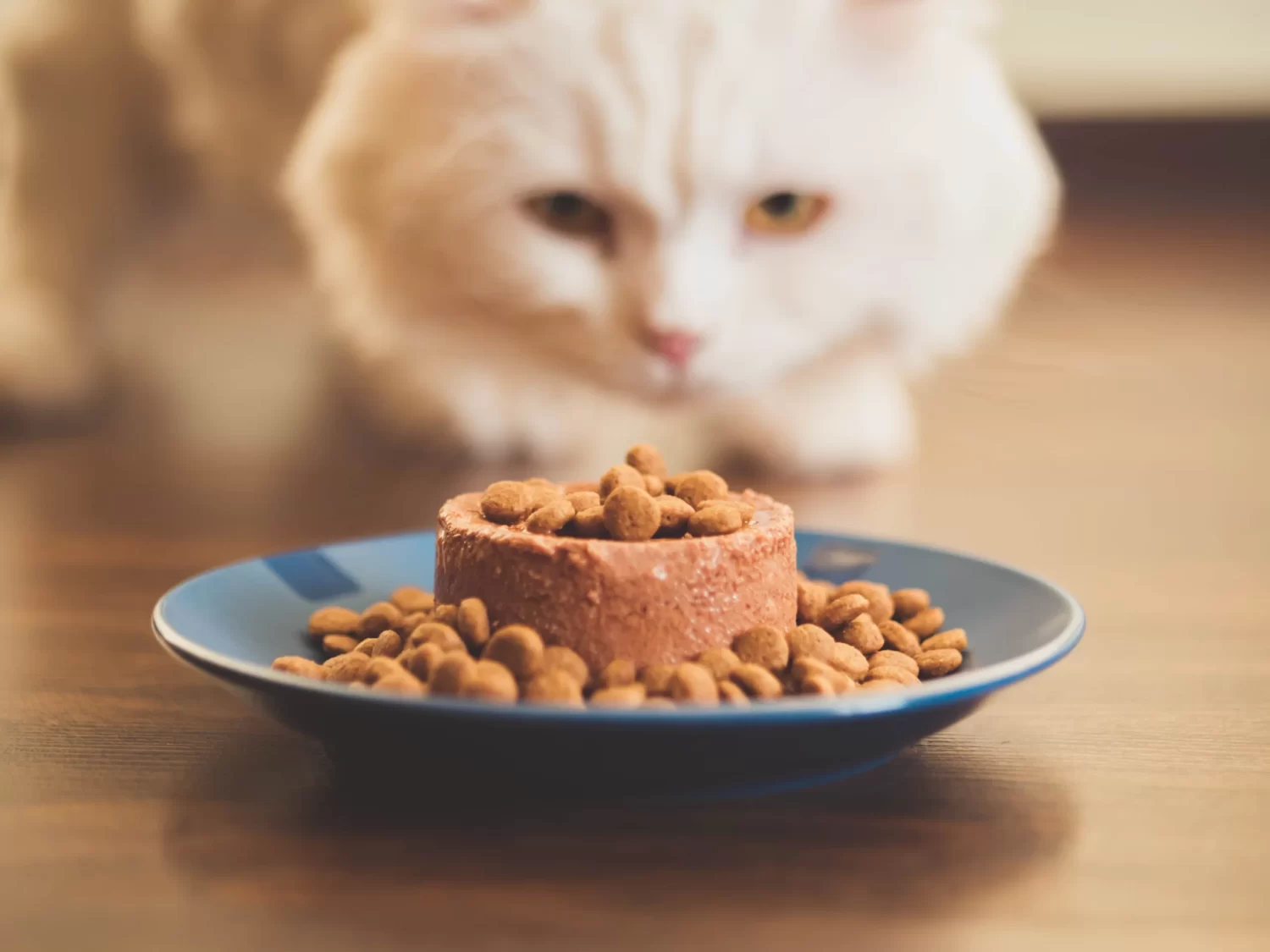 Which type of cat food are the best cat food for cat? wet cat food vs dry cat food.