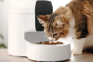 Makanan Kucing Premium dan Murah yang Menjadi Pilihan Terbaik.