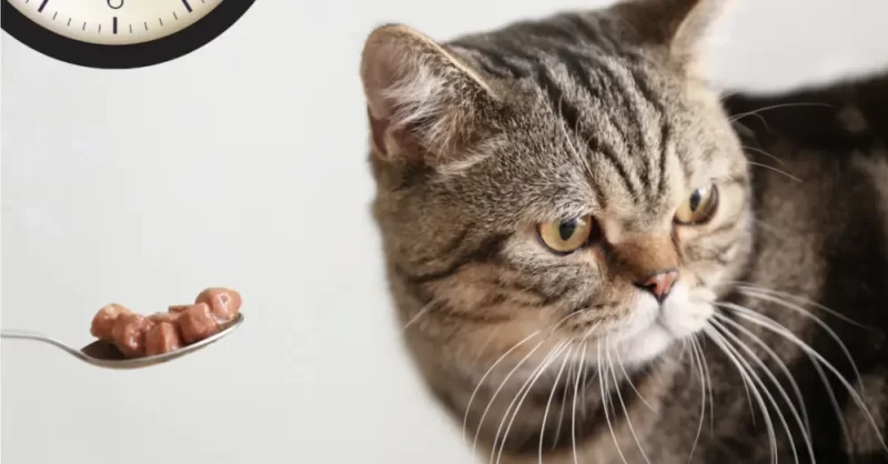 Kucing cerewet nak makan kibbles