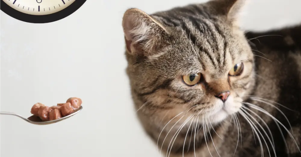 Kucing cerewet nak makan kibbles