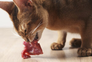 A cat are eating real meat